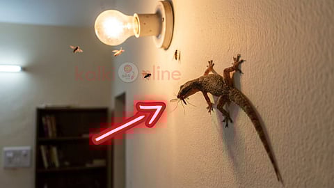 importance-of-house-lizards