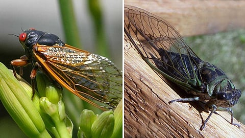 facts-about-suvarkozhi