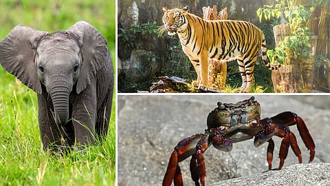 animal-hunting-facts