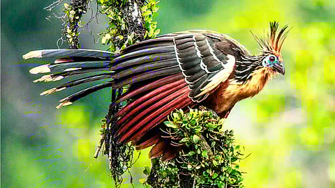 hoatzin-stinkbird