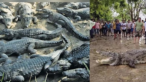 Crocodiles Enters Home in Rainy seasons