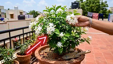 grow-jasmine-plant