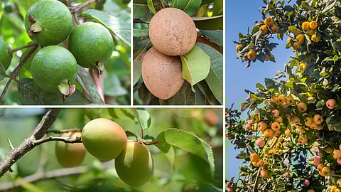 plant-survival-secrets