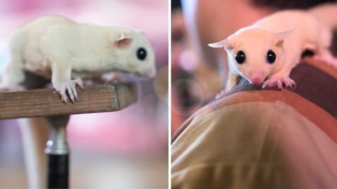 pygmy-glider