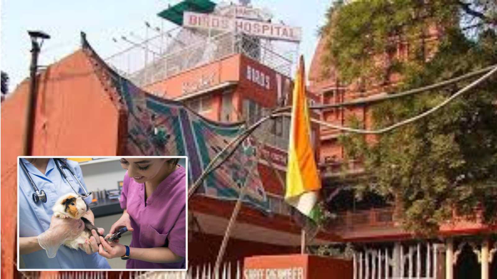 biggest-bird-hospital