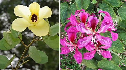 aathi-flower