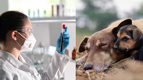 Humans and Animals