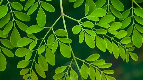 moringa plant