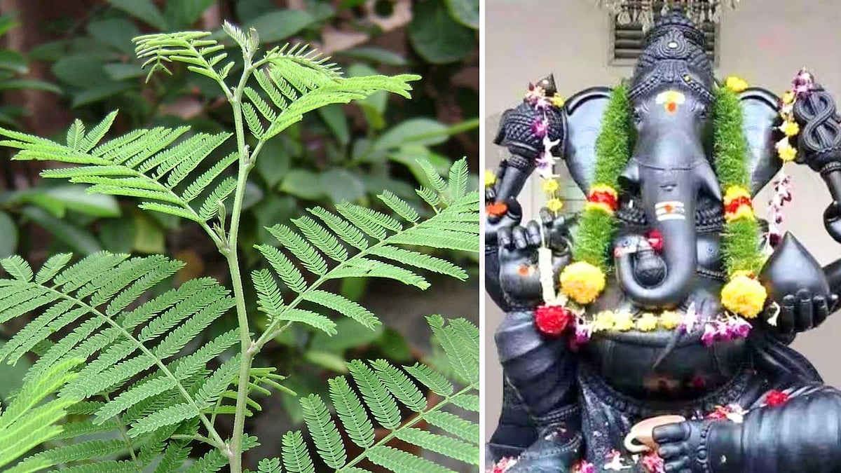 மோட்சம் தரும் வன்னி இலை: விநாயகருக்கு உகந்த வழிபாட்டு ரகசியம்!