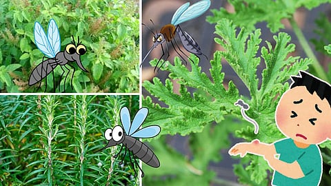 natural-mosquito-
