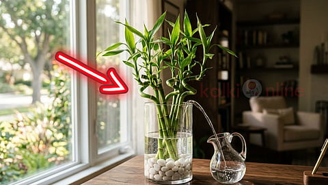 Lucky bamboo mistakes