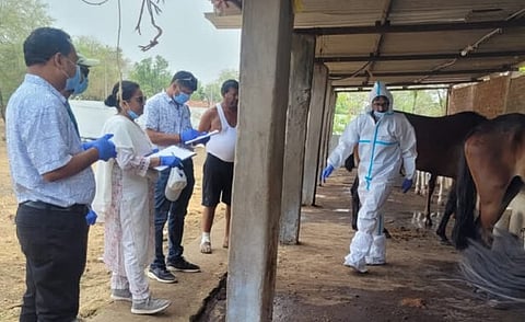 glanders infection spreading in tamilnadu