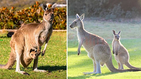 incredible-kangaroo-pouch
