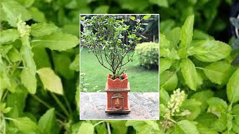 tulsi-pooja-at-home