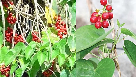 health-benefits
