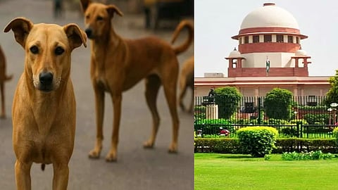 Stray Dogs, Supreme Court