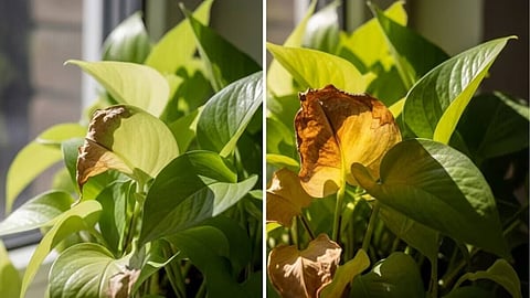 Money plant