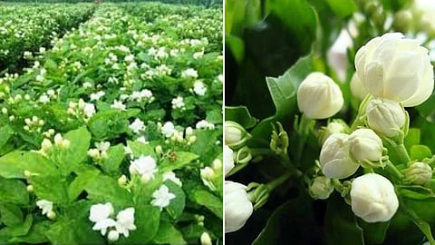 jasmine-plant