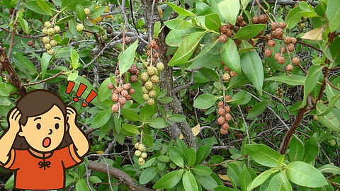 Conocarpus Tree