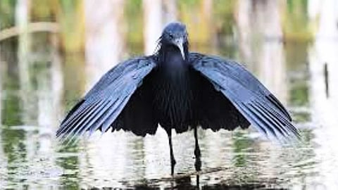 bird fishing technique