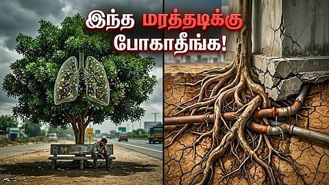 Conocarpus tree dangers