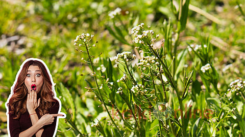 Shepherd’s Purse Plant