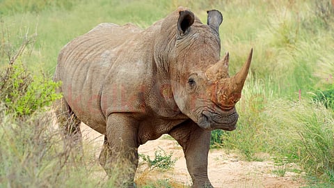 rhino communication secrets