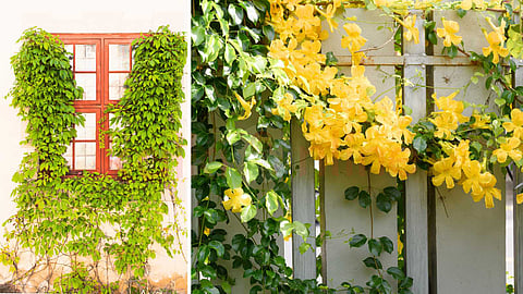 natural cooling plants