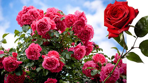 rose plant care tips