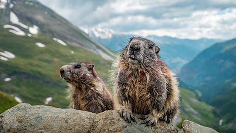 Himalayan marmots