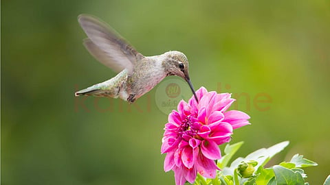 hummingbird