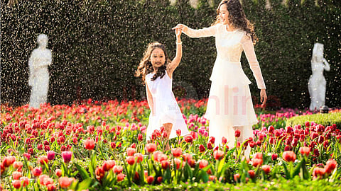 Tulip Gardens