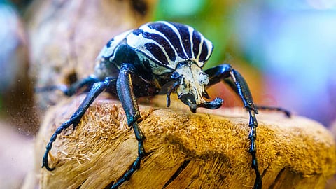 Goliath Beetle