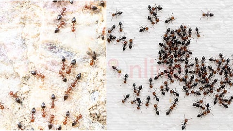 ant evolution secrets