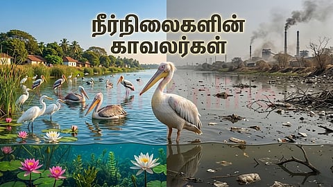 Waterbirds | நீர்ப்பறவைகள்
