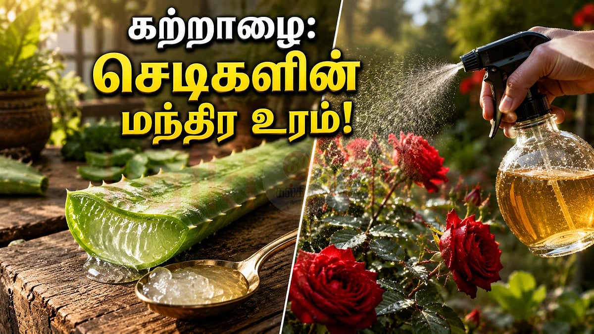 ரோஜா முதல் காய்கறிகள் வரை: கற்றாழை உரம் தரும் மாயாஜால பலன்கள்!