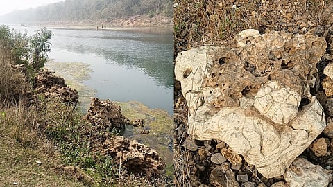 dFossils discovered in Mahulia village