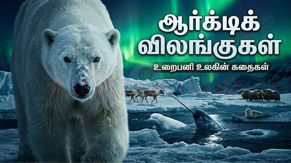அழிந்துவரும் சூழலில் ஆர்க்டிக் விலங்குகள்: நீங்கள் அறியாத சுவாரஸ்யங்கள்!
