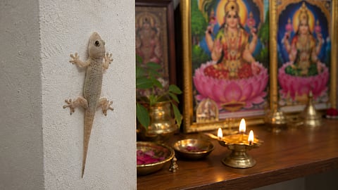 Lizard vastu shastra பல்லி வாஸ்து