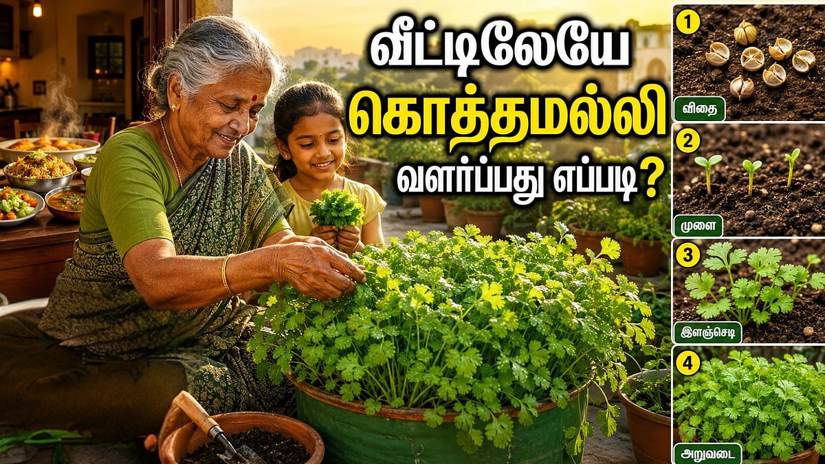 ஒரு ரூபாய் செலவில்லாமல் வீட்டில் கொத்தமல்லி வளர்ப்பது எப்படி?
