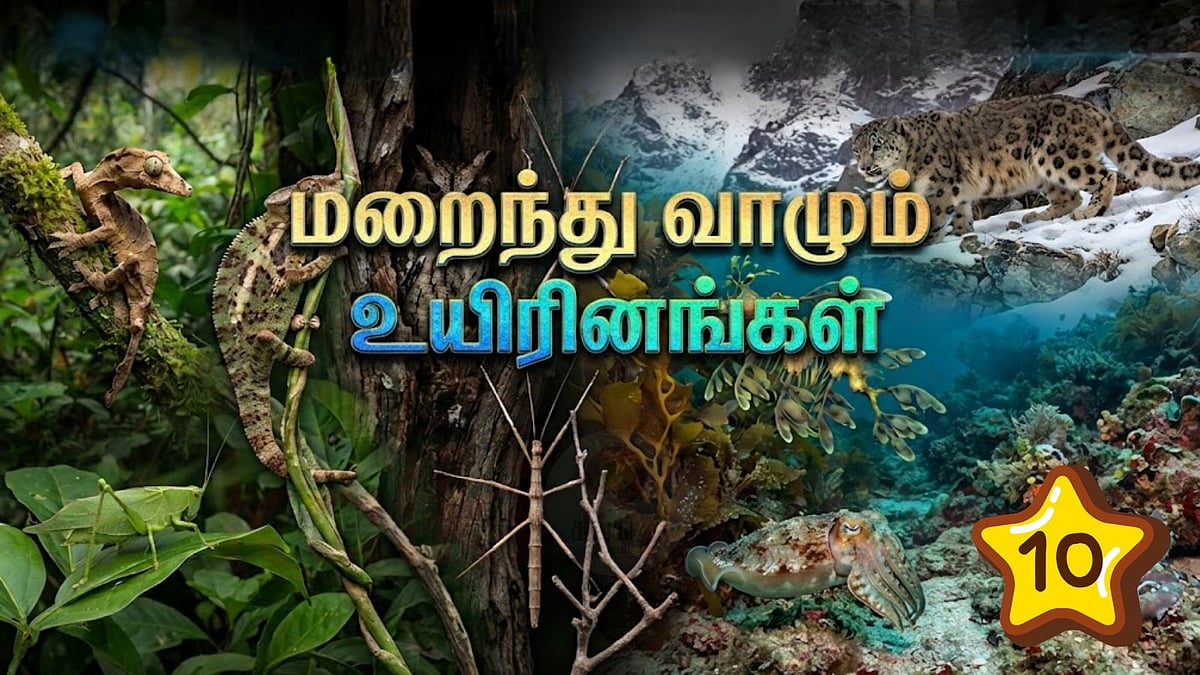 விலங்குகளின் மர்மமான மறைவு கலை (camouflage): வியக்கவைக்கும் 10 உயிரினங்கள்!