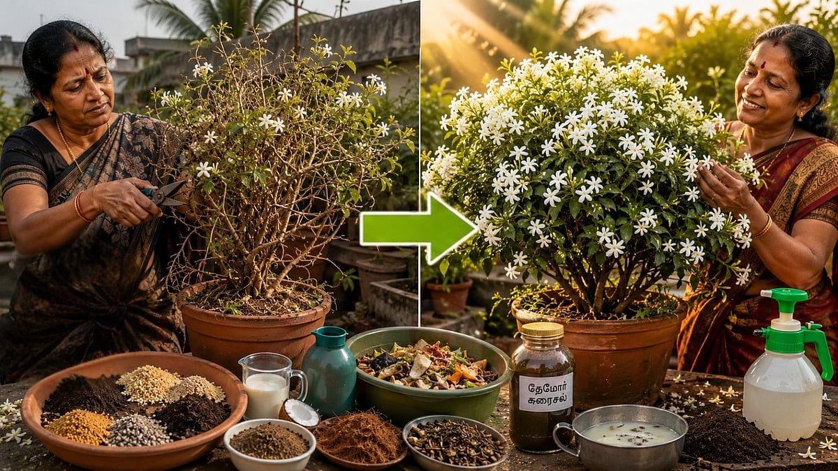 ஆண்டு முழுவதும் மல்லிகை பூக்க வேண்டுமா? இந்த ரகசியத்தை தெரிஞ்சுக்கோங்க!