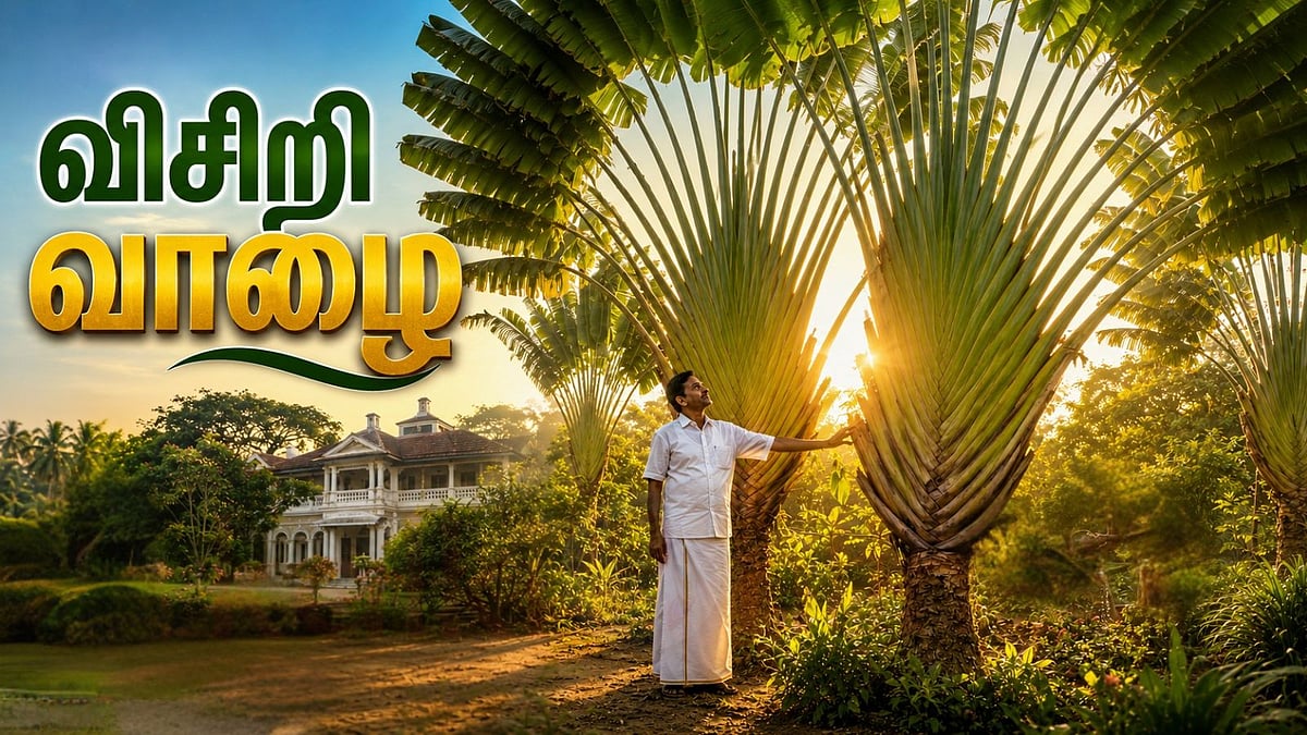 விசிறி வாழையை வீட்டின் முன் ஏன் வளர்க்க வேண்டும்?