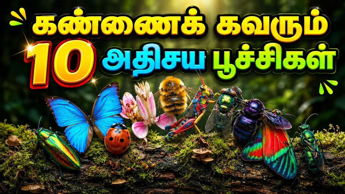 மின்னும் நிறங்களால் கண்ணைக் கவரும் 10 அதிசய பூச்சிகள்!