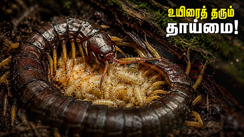 Centipede - பூரான்கள்