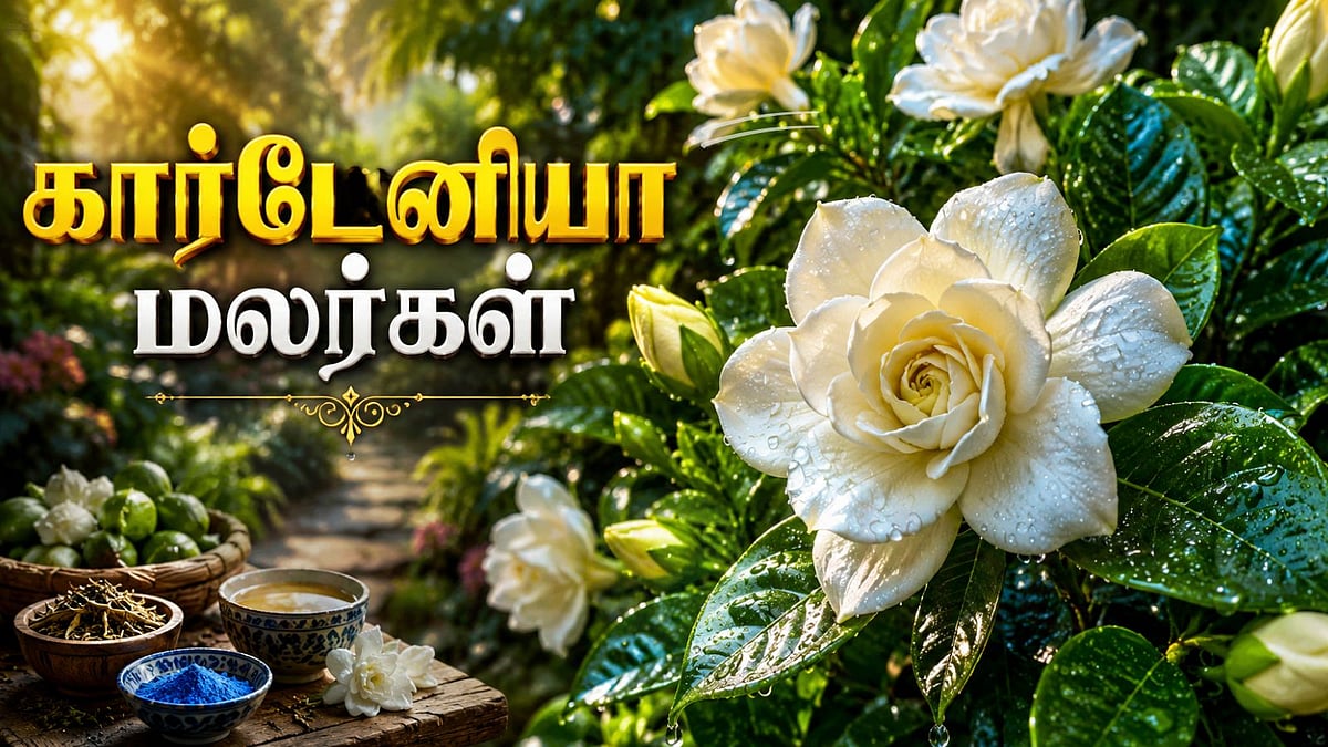 வசந்தகாலம் முதல் இலையுதிர்காலம் வரை தோட்டத்தை அழகாக்கும் கார்டேனியா மலர்!