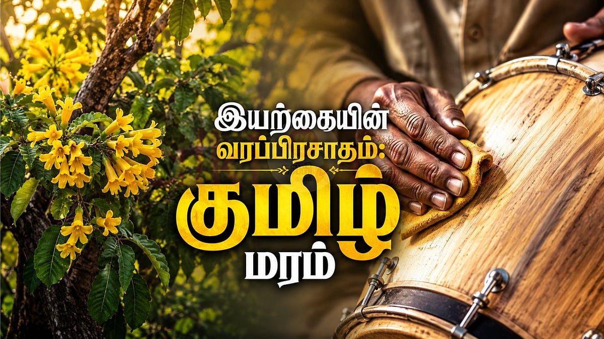 சிறு குமிழ் மரம்: வீட்டையும் ஆரோக்கியத்தையும் காக்கும் இயற்கையின் பொக்கிஷம்!