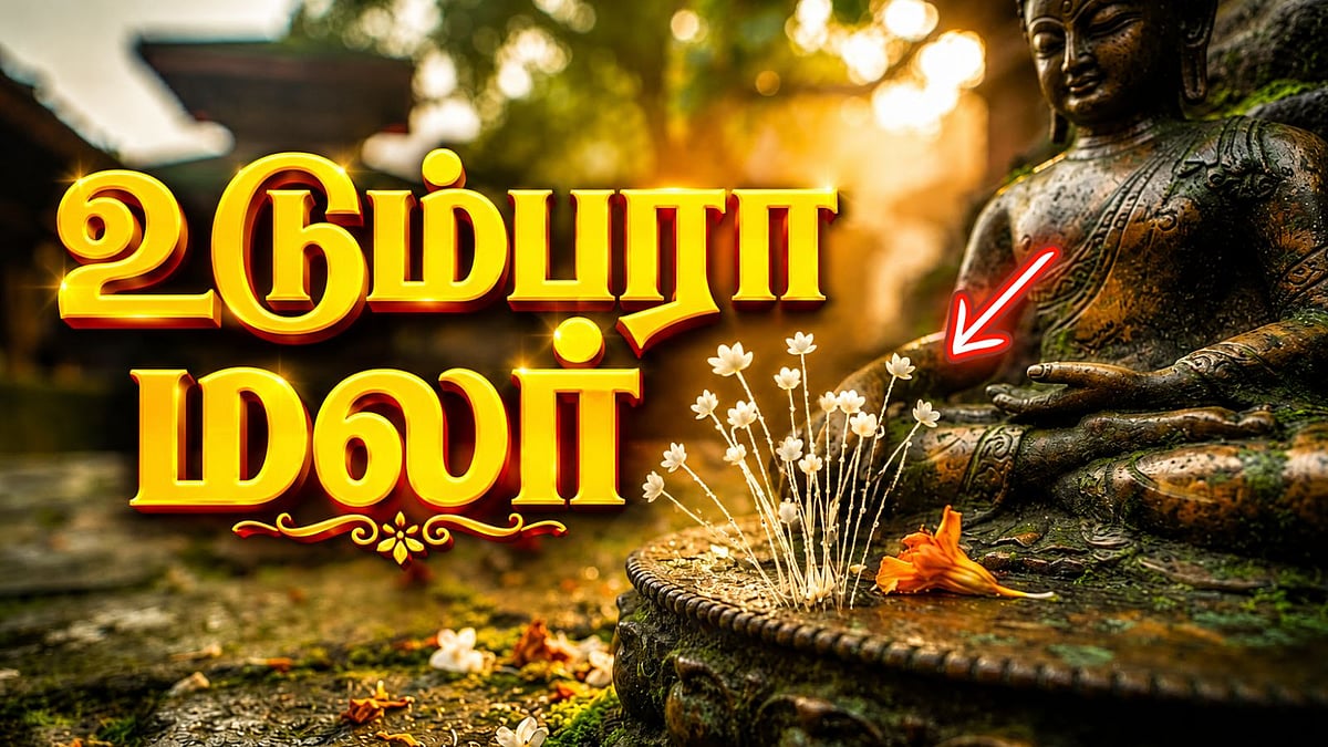 3,000 ஆண்டுகளுக்கு ஒருமுறை மலரும் 'உடும்பரா' மலர்: இது உண்மையா? அல்லது வெறும் மாயையா?