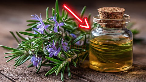 Rosemary oil for hair ரோஸ்மேரி எண்ணெய்