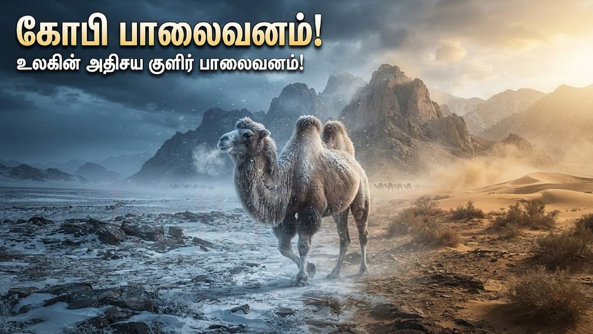 மணலுக்குப் பதில் பாறைகள்: உலகின் விசித்திரமான ‘கோபி’ பாலைவனம் பற்றி தெரியுமா?